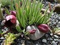 vignette Stapelia leendertziae