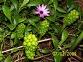 vignette arum italicum ( fruit)