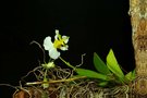 vignette orchide carabe