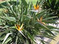 vignette STRELITZIA