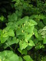 vignette Aristolochia clematitis = Aristolochia infesta - Aristoloche clmatite