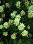vignette Trifolium ochroleucum