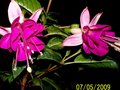 vignette fuchsia