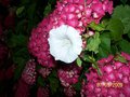 vignette liseron sur hortensias