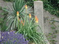 vignette kniphofia