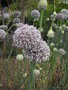 vignette Allium porrum - Poireau