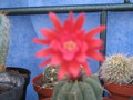 vignette matucana madusoniorum fleur en 2 tons rouge er rose
