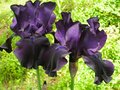 vignette iris germanique ,noire