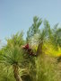 vignette Yucca Linearis cordyline Palms...