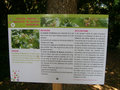 vignette Corylus colurna = Corylus arborescens, noisetier de Bysance