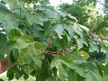 vignette Firmiana simplex = Firmiana platanifolia = Sterculia platanifolia, sterculier, arbre parasol de Chine