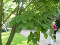 vignette Firmiana simplex = Firmiana platanifolia = Sterculia platanifolia, sterculier, arbre parasol de Chine