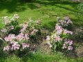 vignette Hydrangea, hydranga, hydrange