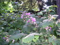 vignette Jardin des Plantes de Rouen