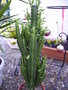 vignette EUPHORBE TRIGONA,plante succulente,cactus