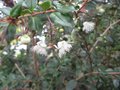 vignette Myrthus luma apiculata gros plan de la fleur au 06 07 09