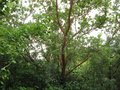 vignette Arbutus andrachnoides et son magnifique tronc au 06 07 09
