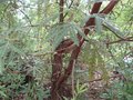 vignette Lyonothamnus asplenifolius beauté du tronc et du feuillage au 06 07 09