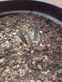 vignette welwitschia mirabilis 3 mois
