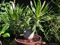 vignette Pachypodium Rosulatum