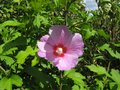 vignette Hibiscus syriacus (althea) au 08 07 09