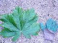 vignette Acer macrophyllum