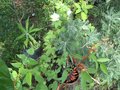 vignette Erythrine crista galli , kitaibela vitifolium et euryops au 08 07 09