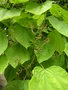 vignette Catalpa bignonioïdes / Bignoniaceae - Bignoniacées
