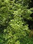 vignette Griselinia littoralis 'Variegata' - Griseline panache