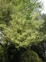 vignette Fraxinus angustifolia 'Variegata'