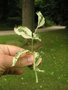 vignette Fraxinus angustifolia 'Variegata'