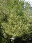 vignette Fraxinus angustifolia 'Variegata'