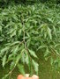 vignette Fagus sylvatica 'Quercifolia'