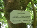 vignette Magnolia virginiana