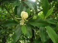 vignette Magnolia virginiana