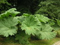 vignette Gunnera manicata