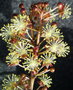 vignette Codiaeum variegatum (croton)