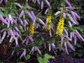 vignette Ligularia  stenocephala  