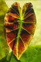 vignette Colocasia esculenta v. illustris