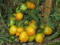 vignette Tomate Lemon tree
