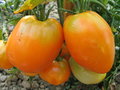 vignette Tomate Siibirishe orange