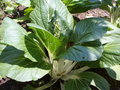 vignette Brassica rapa subsp. chinensis (chou de Chine)