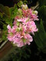vignette Pelargonium lierre  Fleur double