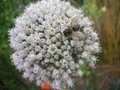 vignette Allium porrum - Poireau / Alliaceae - Alliacées