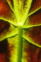 vignette Colocasia esculenta v. illustris dtail de la feuille