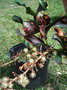vignette Codiaeum variegatum (croton)