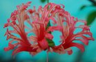 vignette Hibiscus schizopetalus 'Royal'