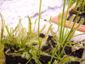 vignette DROSERA CAPENSIS, carnivore