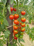 vignette Tomate Gardener's delight