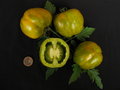 vignette Tomate Green bell pepper
